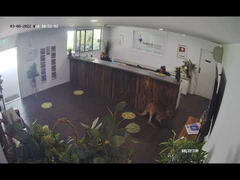 Habitat Noosa Kangaroo in reception video