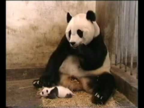 Kleiner PandaBär niest!!!