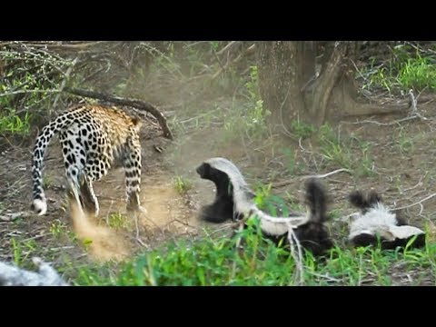Honey Badger Rescues Her Baby from Leopard