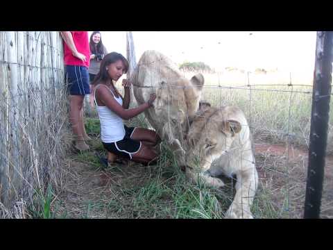 Life Changing moments spent with Lions at Cheetah Experience Bloemfontein