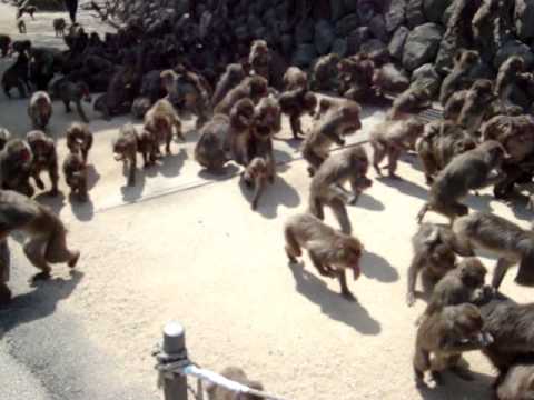 Japanese Monkey Potato Feeding Frenzy