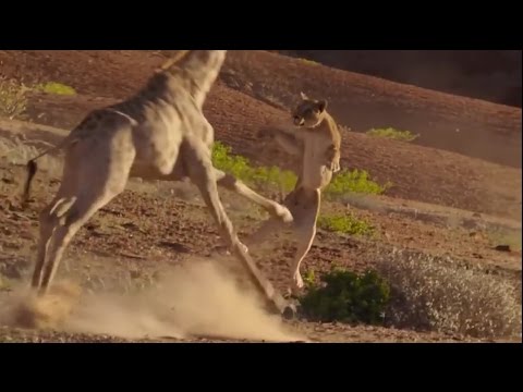 Amazing!! Extraordinary moment lions attempt to take down a giraffe