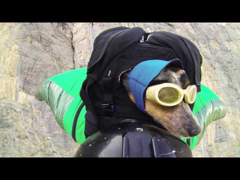 World&#039;s First Wingsuit BASE Jumping Dog