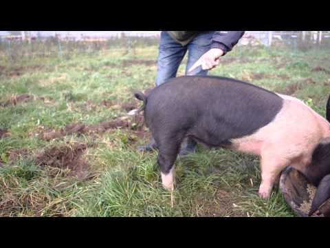 How to straighten a pigs tail!