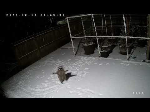 a raccoon tries to catch falling snow