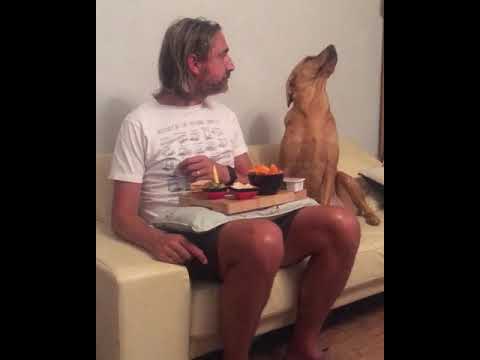 Dog looks at its owners&#039; plate of food and then looks away as he gets caught | CONTENTbible #Shorts