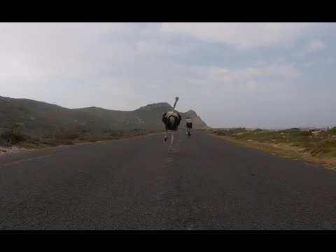 Cyclists chased by an ostrich. The funniest thing you&#039;ll see today