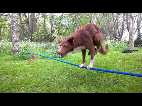 Acrobatic Dog, Handstand on Rope