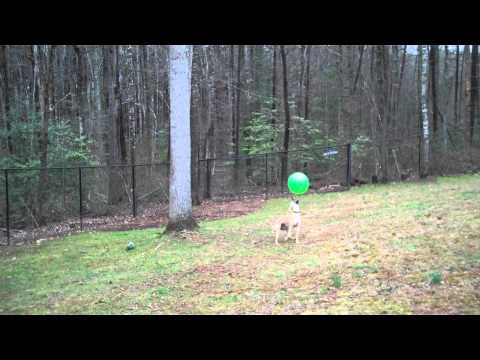 Amazing Ball-Bopping Whippet - 15 Bops for Radish