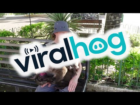 Man with Onion Attracts Monkeys || ViralHog