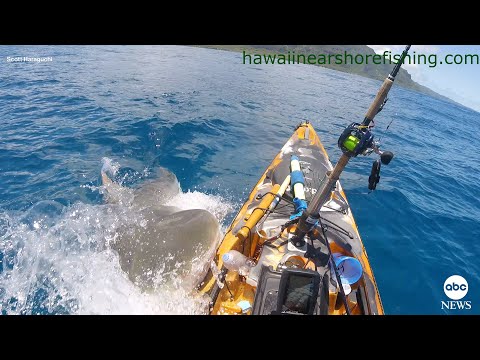 Shark rams kayak off Hawaii coast | ABC News