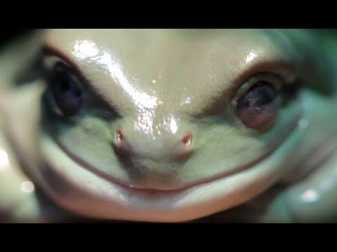 True Facts About The Frog