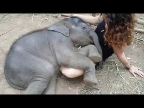 Beautiful Baby Elephant Taking a Nap at Chai Lai Orchid