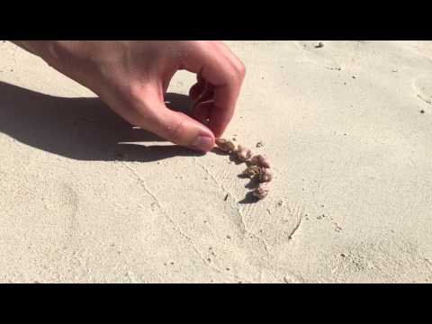 People on the beach help homeless hermit crab find a new shell
