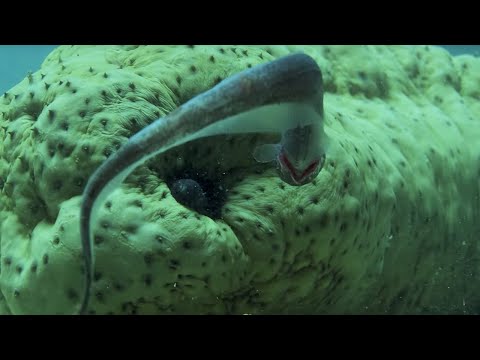 Pearlfish&#039;s Gross Hiding Spot | BBC Earth