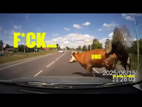 Knocked down a cow in 2025 (Сбил корову в 2025).