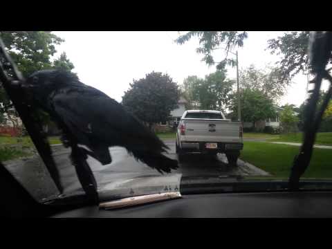 Crow riding windshield wipers