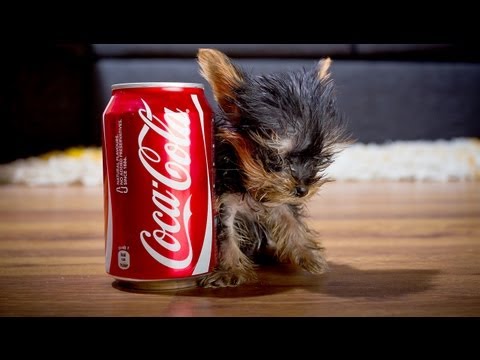 The World&#039;s Smallest Dog: Tiny Dog Terrier