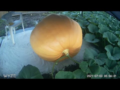 18 Day Time Lapse of Giant Pumpkin Growing || ViralHog