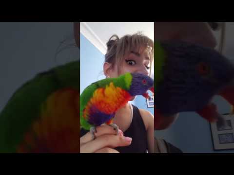 Hissing parrot with owner