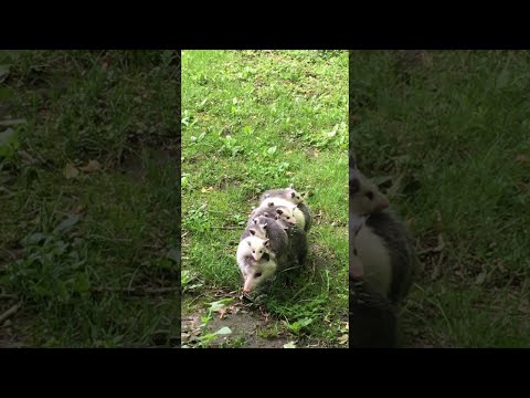 Baby Opossums Go For a Ride || ViralHog