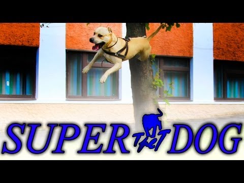 TRET - SUPER DOG