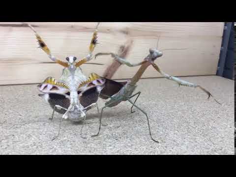 Gangster Insects - Real OG thugs