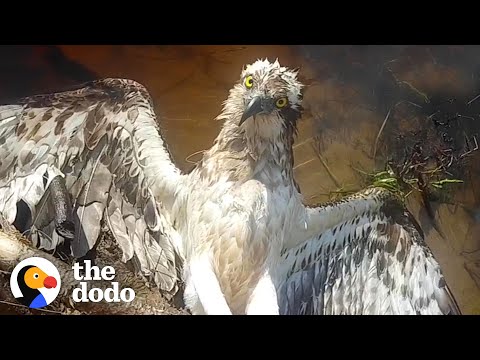 This Hawk Looks Right At His Rescuer As He Frees Him | The Dodo