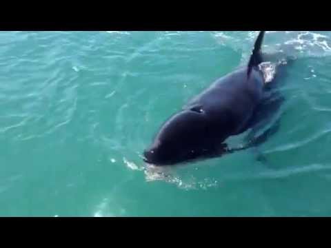 Killer Whale Steals Fish