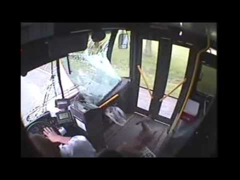 Deer crashes into bus in Johnstown - Deer Fare