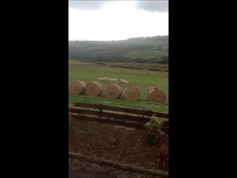 Lambs Entertain in Ireland || ViralHog