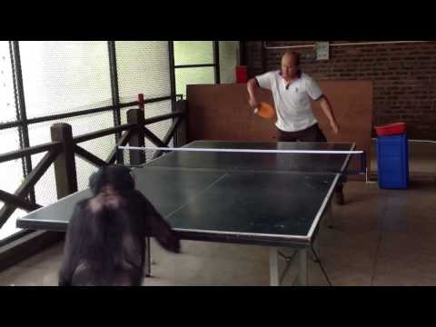 Monkey Plays Ping Pong 2