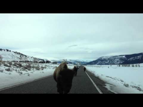 You won’t believe what these Yellowstone buffalo do!!!