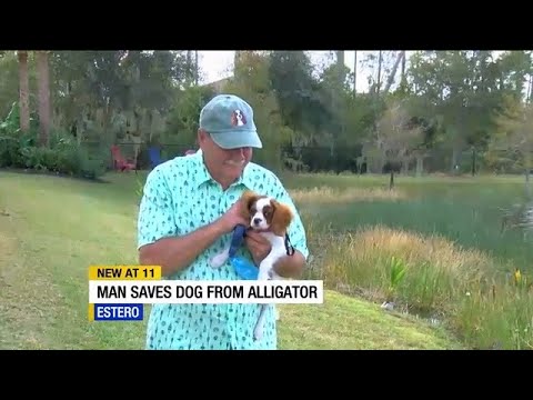 WATCH: Lee County man pulls puppy from alligator&#039;s jaws in Estero