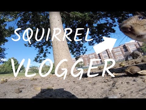 &quot;SQUIRREL VLOGGER&quot; takes GoPro and gives best POV EVER!!!