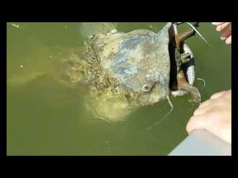 Giant catfish trying to eat a turtle