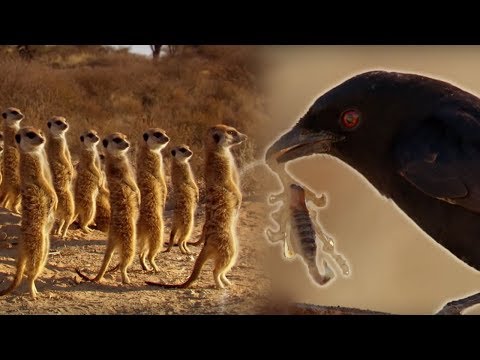 Drongo Bird Tricks Meerkats | Africa | BBC Earth