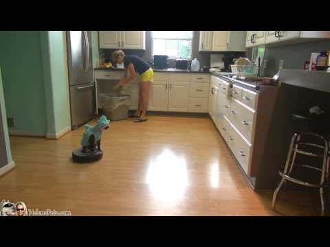 Cat Wearing A Shark Costume Cleans The Kitchen On A Roomba. #SharkWeek #SharkCat cleaning Kitchen!