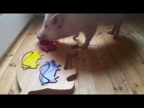 Moritz The Clever-Pig Wants Your Attention