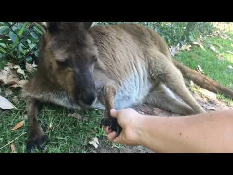 Come say G&#039;Day to our Aussie animals