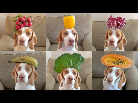 100 Fruits &amp; Vegetables on Dog&#039;s Head in 100 Seconds: Cute Dog Maymo