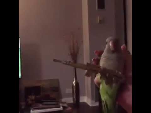 Parrot make shooting sound