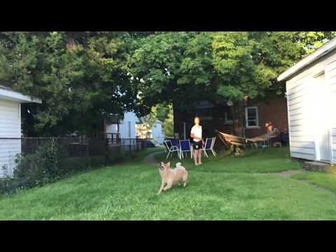 Frisbee Dog Fail