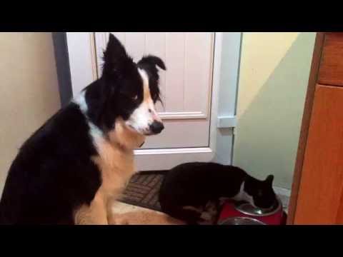 Funny Cat steals the dogs dinner and he is NOT happy.