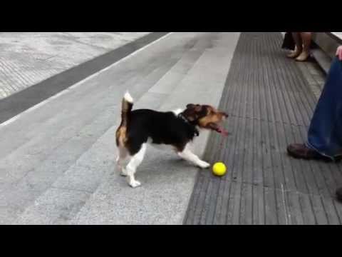 Clever dog plays fetch with himself