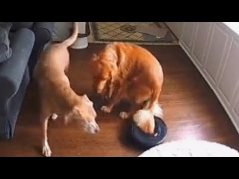 Dog&#039;s Tail Gets Stuck in Robotic Vacuum
