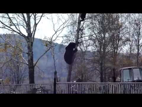 Bear Attack and How to Escape by Climbing Up a Tree