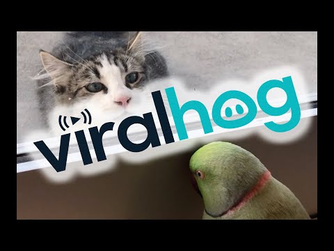 Parrot Plays Peek-a-Boo with Neighbors Cat || ViralHog