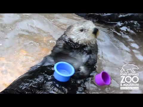 Nellie the Sea Otter stacks cups at Point Defiance Zoo &amp; Aquarium