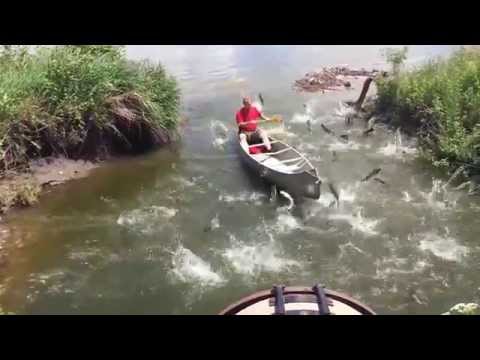 Viral Video UK: Crazy Carp Jumping into Canoe!